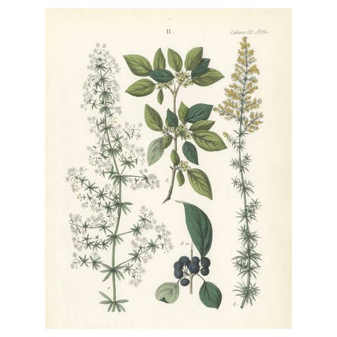 Hand-Colored Botanical Lithograph of Madder, Buckthorn, Cleavers, 1854