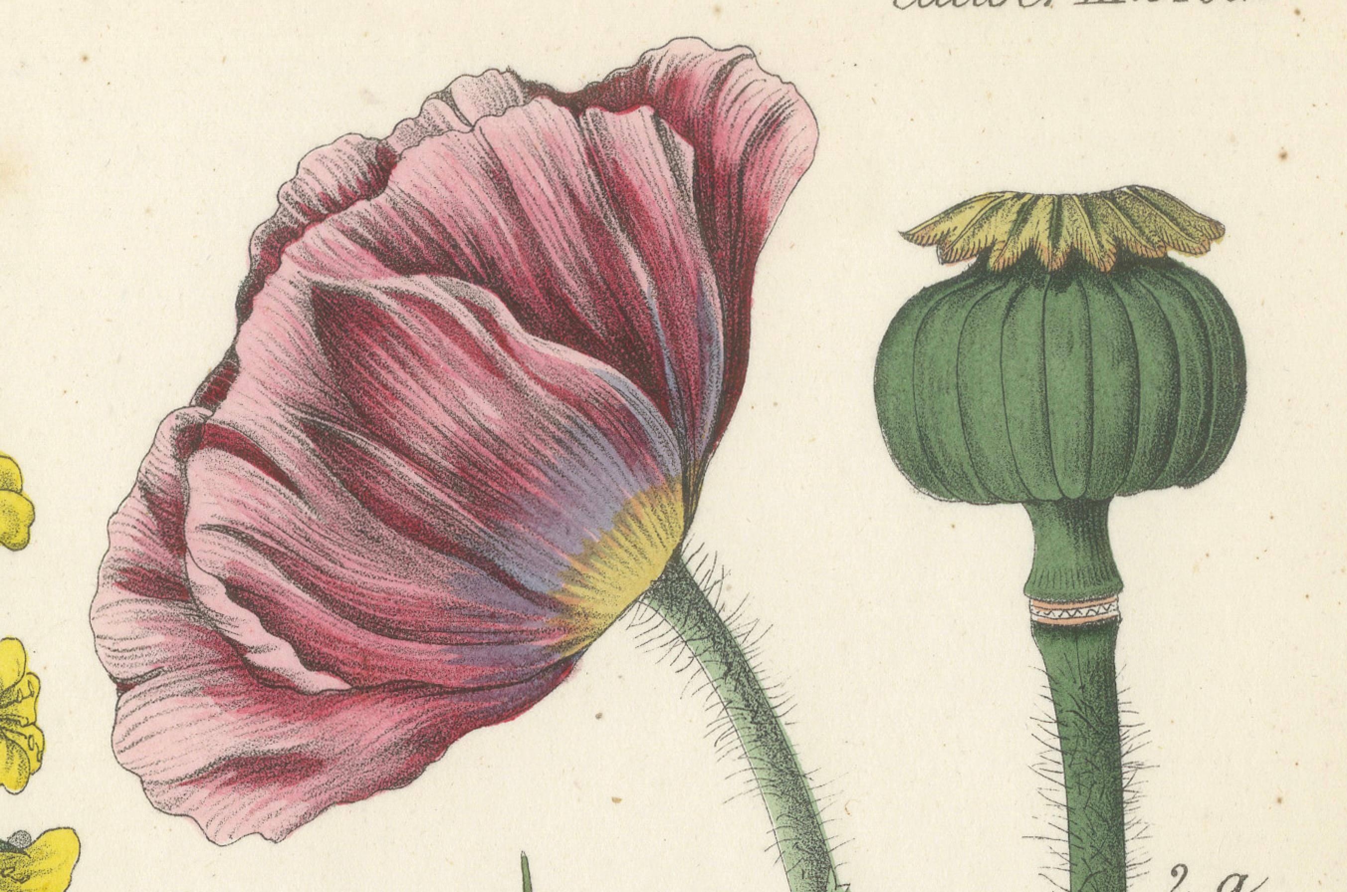 Hand-Colored Botanical Lithograph of Rapeseed and Poppy, Calwer, 1854  

This stunning botanical lithograph is from Carl Georg Calwer’s *Deutschlands Technische Pflanzen* (1854), a distinguished work on Germany’s industrial and agricultural plants.