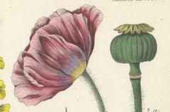 1854 Hand-Colored Botanical Lithograph of Rapeseed and Poppy