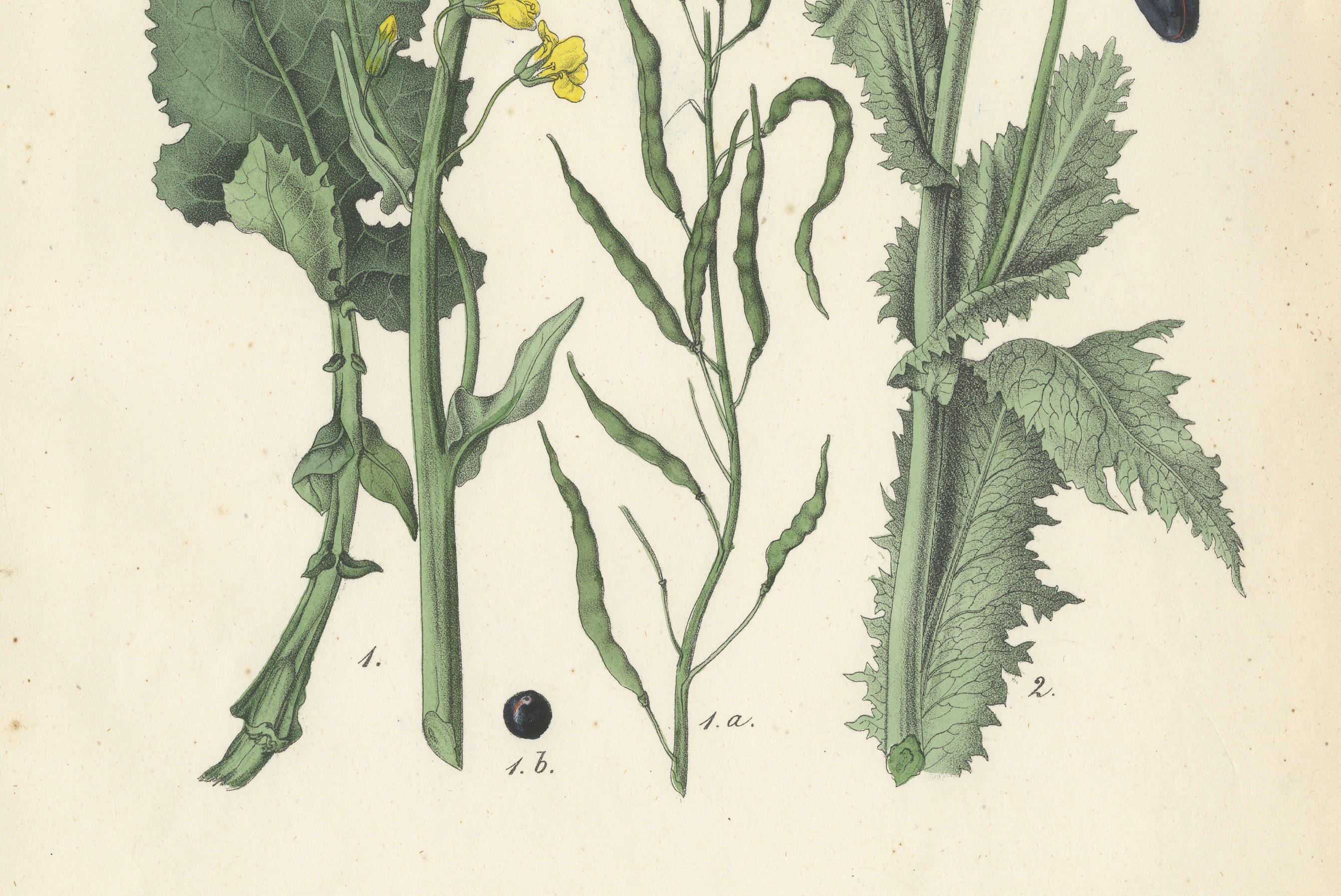 Engraved Hand-Colored Botanical Lithograph of Rapeseed and Poppy, Calwer, 1854 For Sale