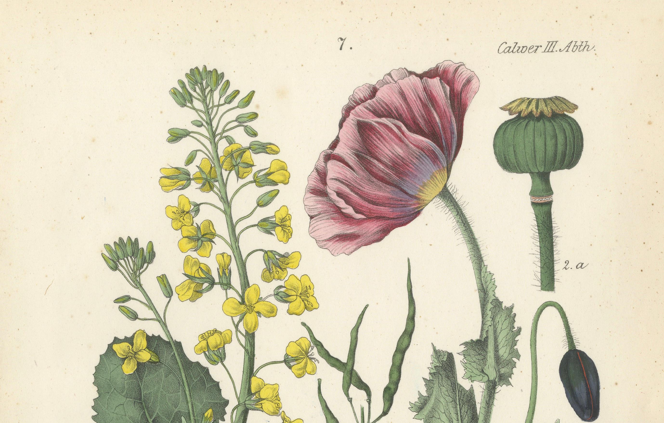 Hand-Colored Botanical Lithograph of Rapeseed and Poppy, Calwer, 1854 In Good Condition For Sale In Langweer, NL
