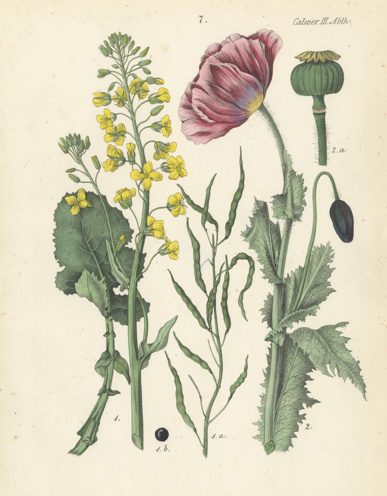 Mid-19th Century Hand-Colored Botanical Lithograph of Rapeseed and Poppy, Calwer, 1854 For Sale