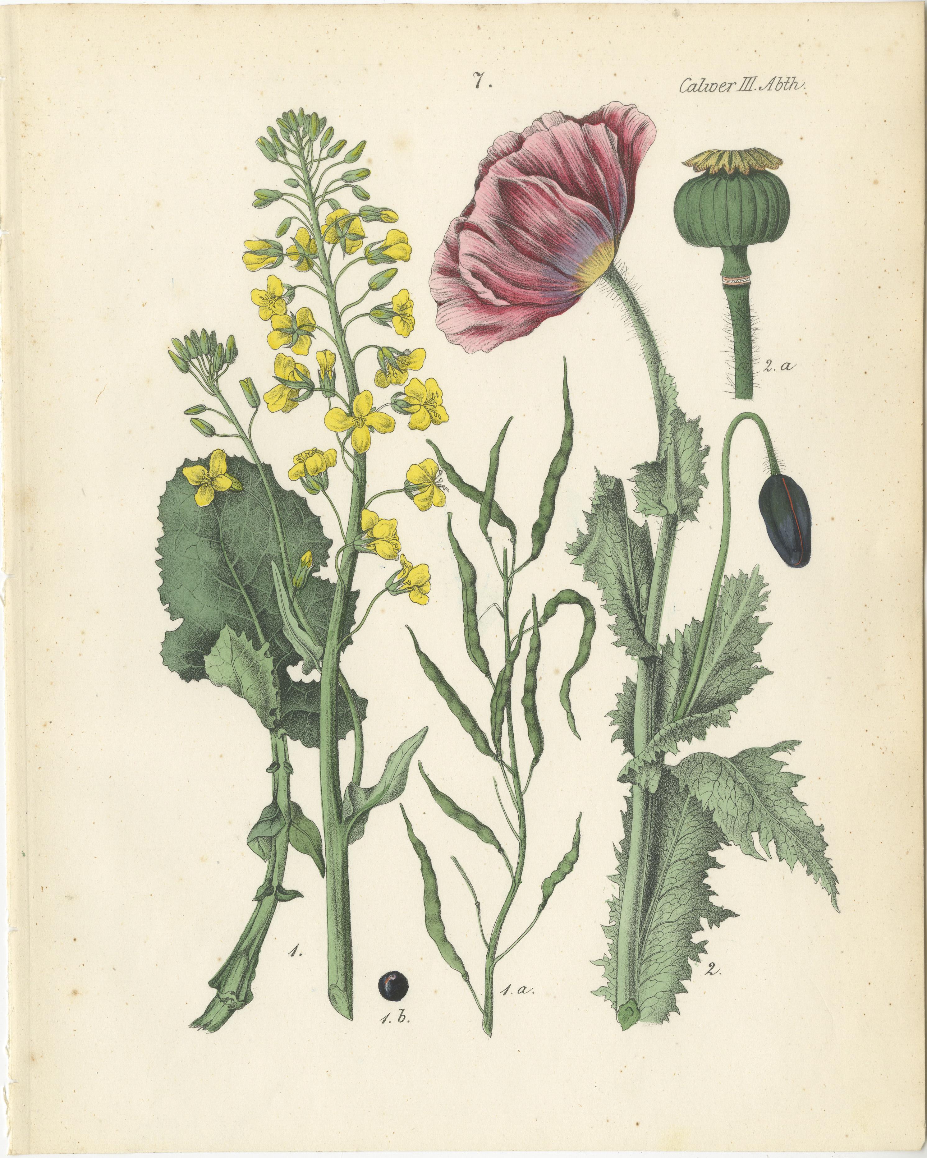Paper Hand-Colored Botanical Lithograph of Rapeseed and Poppy, Calwer, 1854 For Sale