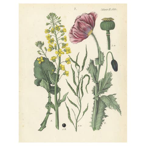 1854 Hand-Colored Botanical Lithograph of Rapeseed and Poppy