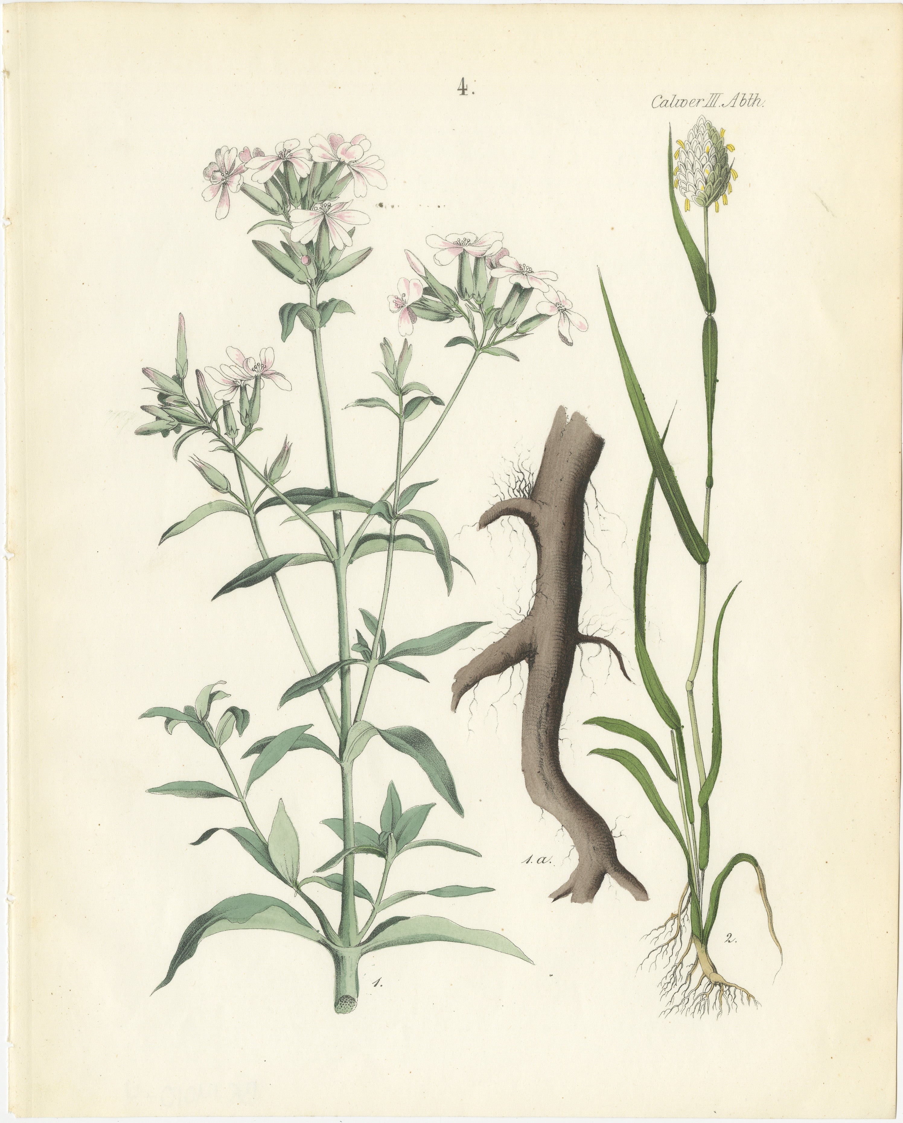 Handkolorierte botanische Lithographie von Seifenwort und gelbem Asphodel, Calwer, 1854  

Diese elegante botanische Lithographie stammt aus Carl Georg Calwers *Deutschlands Technische Pflanzen* (1854), einem berühmten Kompendium der technischen und