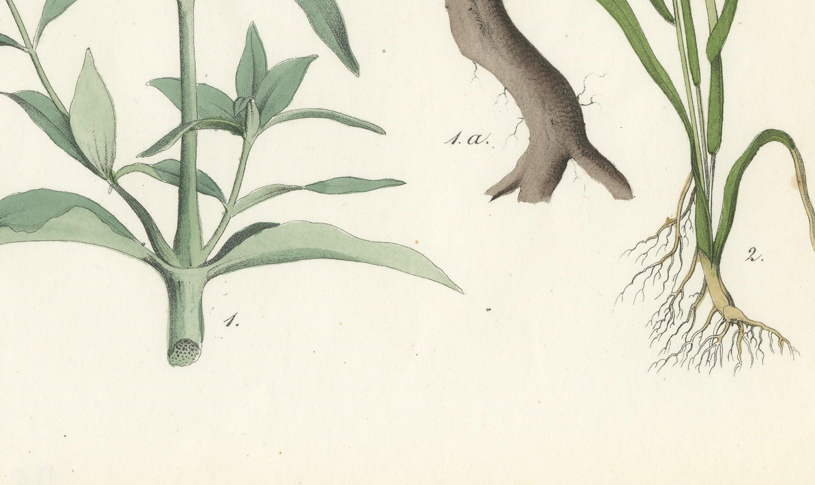 Handkolorierte botanische Lithographie von Seifenwort und gelbem Asphodel, Calwer, 1854 (Graviert) im Angebot