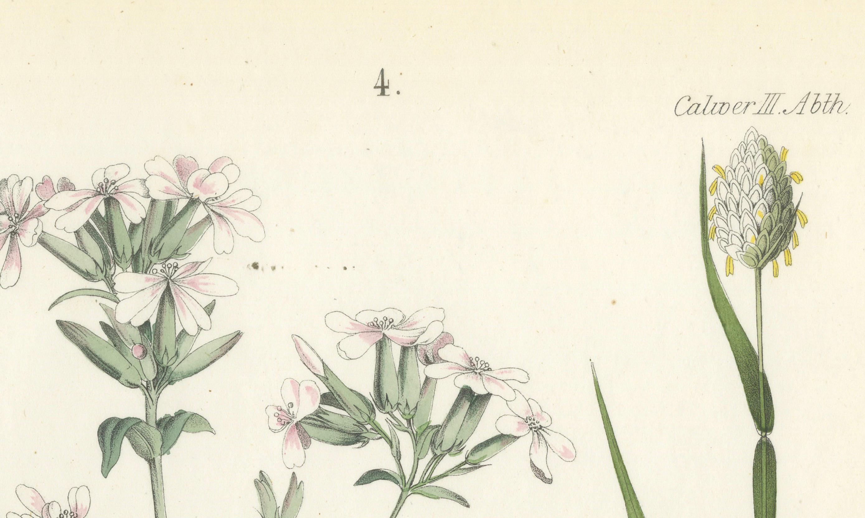 Handkolorierte botanische Lithographie von Seifenwort und gelbem Asphodel, Calwer, 1854 im Zustand „Gut“ im Angebot in Langweer, NL