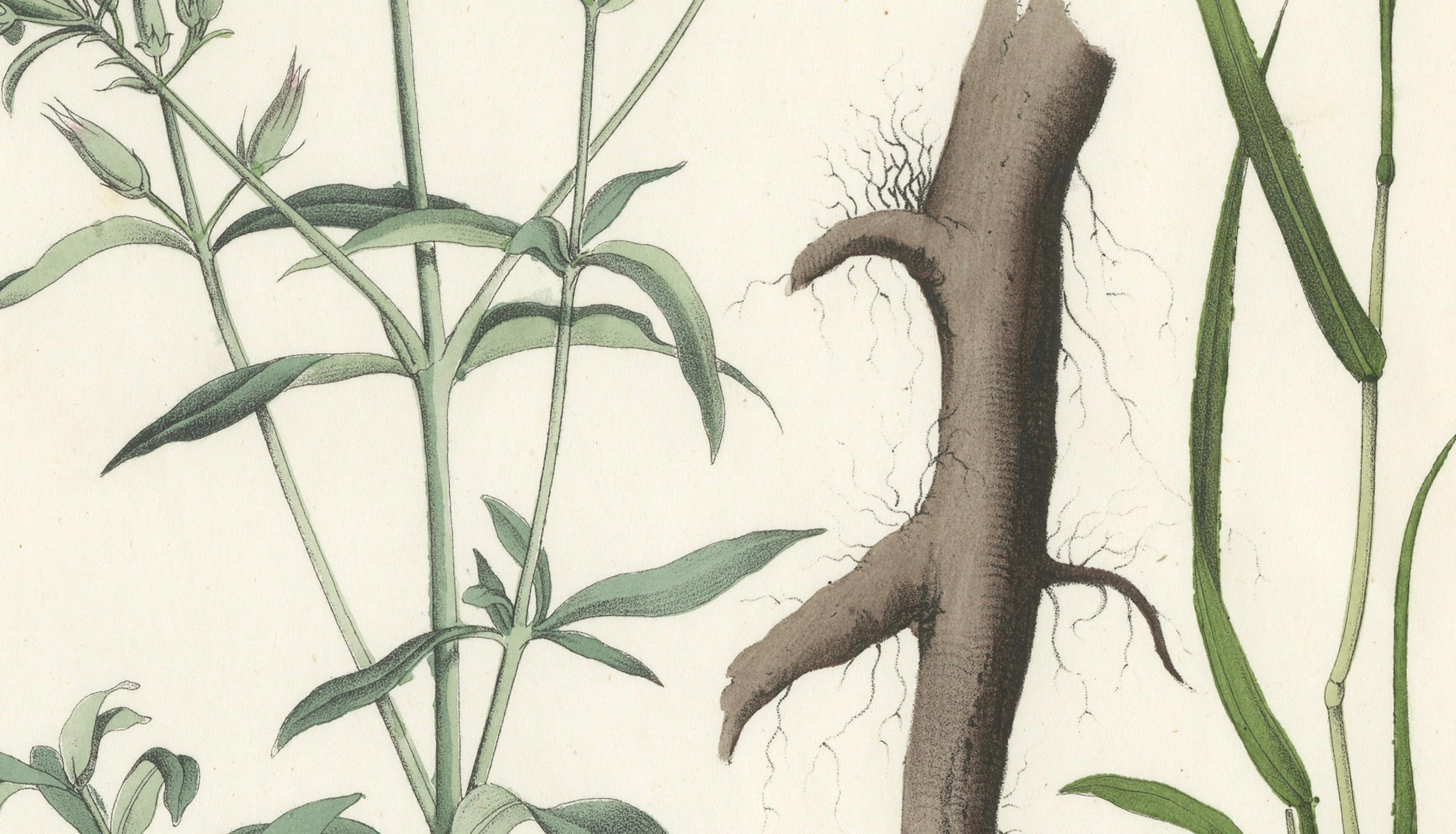 Handkolorierte botanische Lithographie von Seifenwort und gelbem Asphodel, Calwer, 1854 (Mittleres 19. Jahrhundert) im Angebot