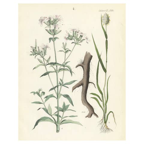 Hand-Colored Botanical Lithograph of Soapwort & Yellow Asphodel, 1854