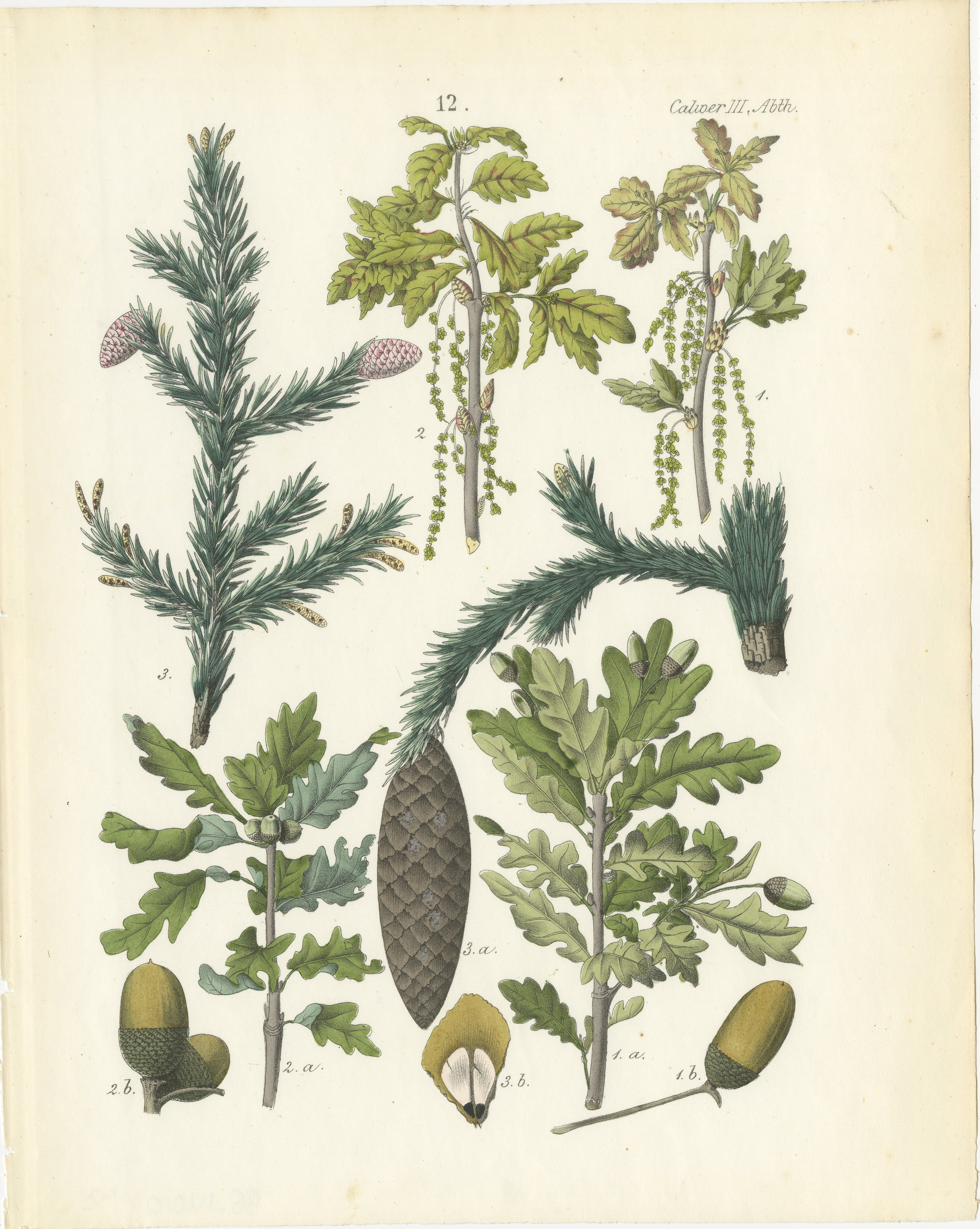 Handkolorierte botanische Lithographie von Spruce, Eiche und Currant, Calwer, 1854  

Diese exquisite botanische Lithografie stammt aus Carl Georg Calwers *Deutschlands Technische Pflanzen* (1854), einer berühmten Sammlung deutscher Industrie- und