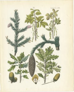 Hand-Colored Botanical Lithograph of Spruce, Oak, Currant, 1854