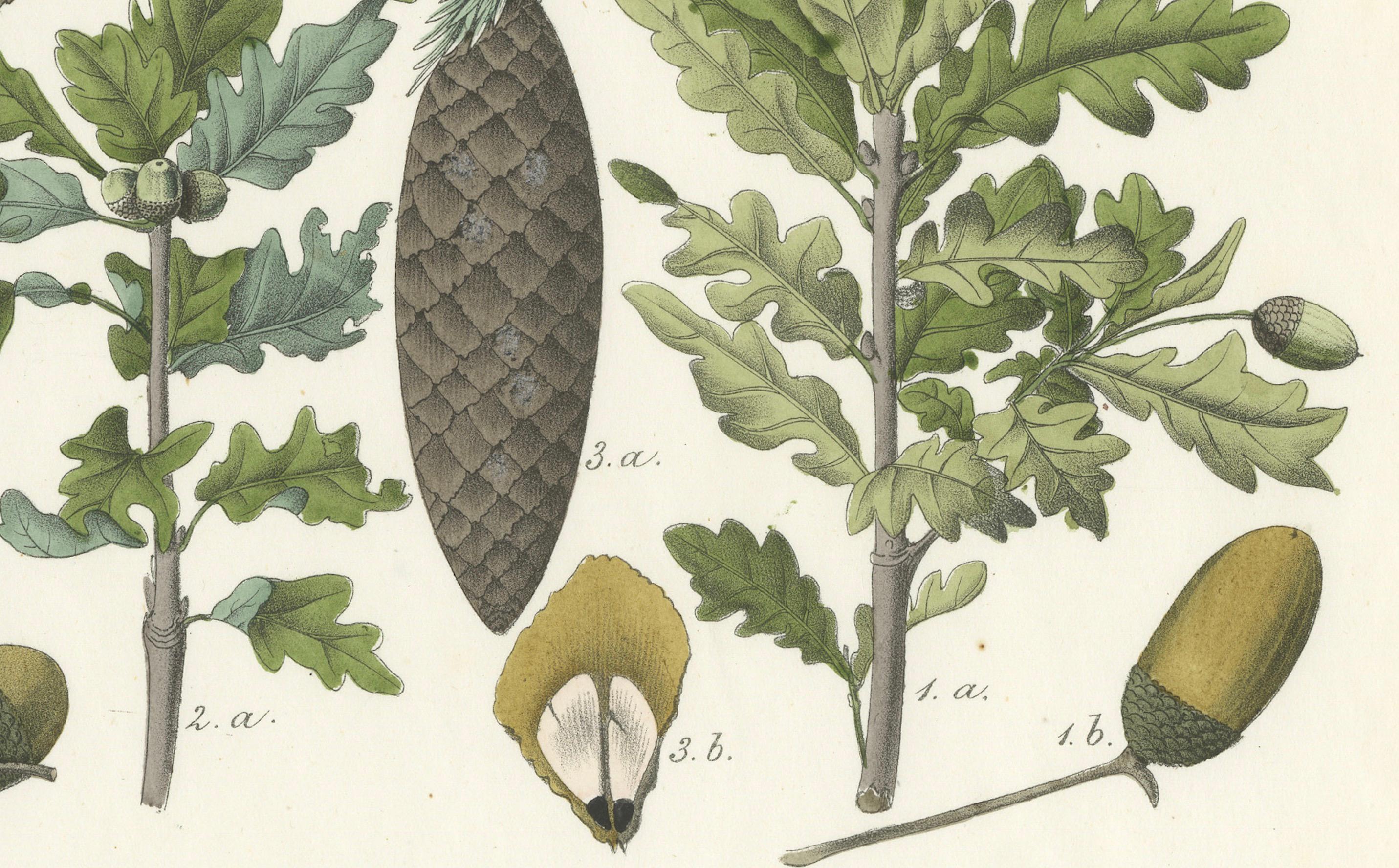 Handkolorierte botanische Lithographie von Spruce, Eiche und Currant, Calwer, 1854 (Graviert) im Angebot