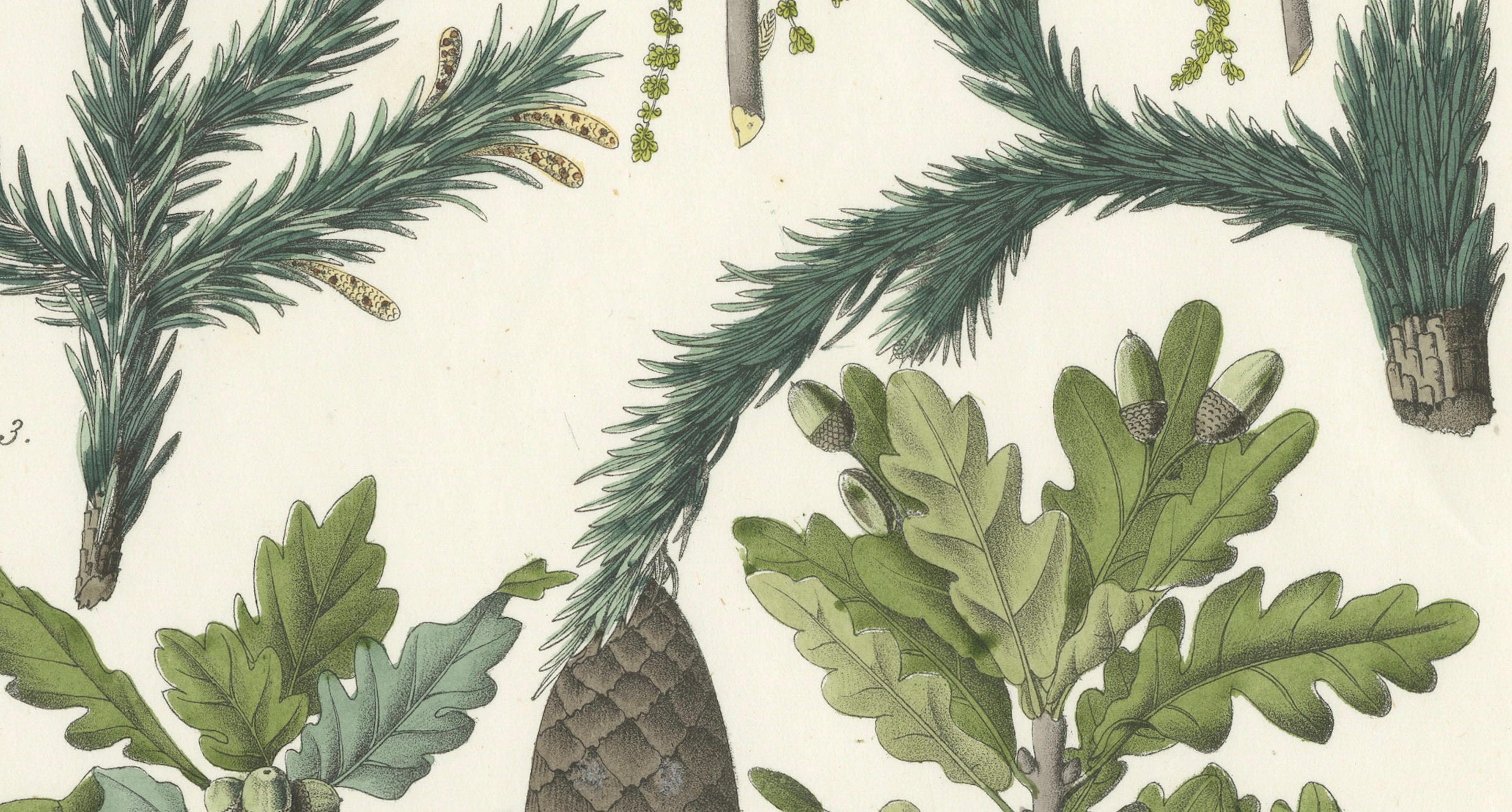 Handkolorierte botanische Lithographie von Spruce, Eiche und Currant, Calwer, 1854 im Zustand „Gut“ im Angebot in Langweer, NL