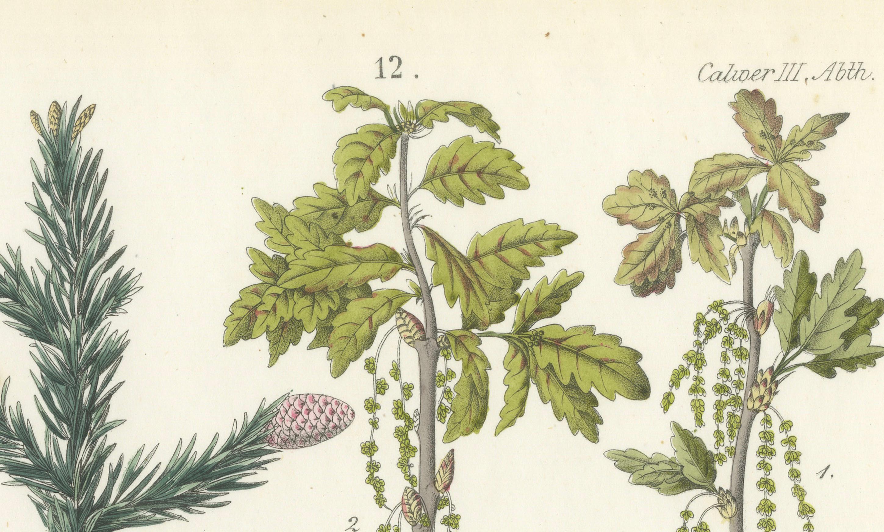 Handkolorierte botanische Lithographie von Spruce, Eiche und Currant, Calwer, 1854 (Mittleres 19. Jahrhundert) im Angebot