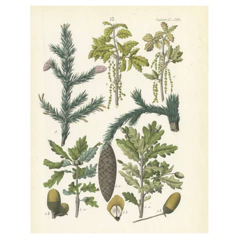 Hand-Colored Botanical Lithograph of Spruce, Oak, Currant, 1854