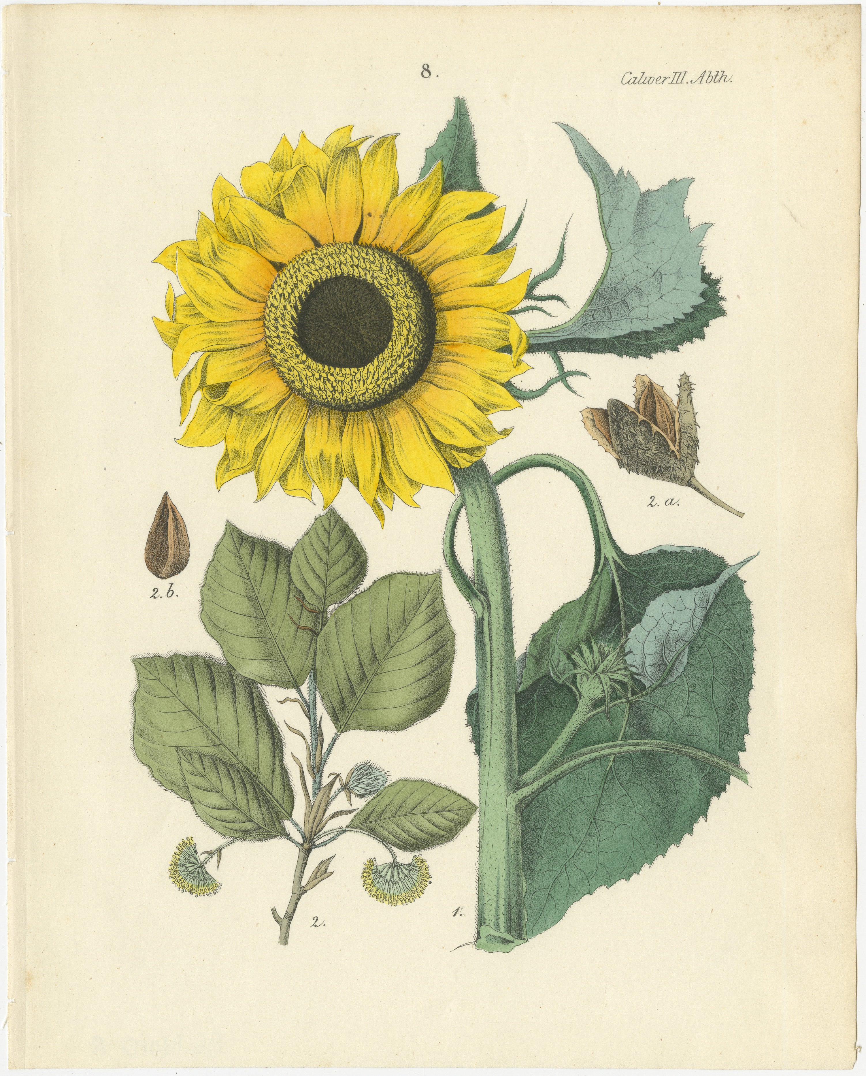 Titel: Handkolorierte botanische Lithographie von Sonnenblume und Linde, Calwer, 1854  

Diese farbenfrohe botanische Lithografie stammt aus Carl Georg Calwers *Deutschlands Technische Pflanzen* (1854), einem berühmten Werk, das die technischen