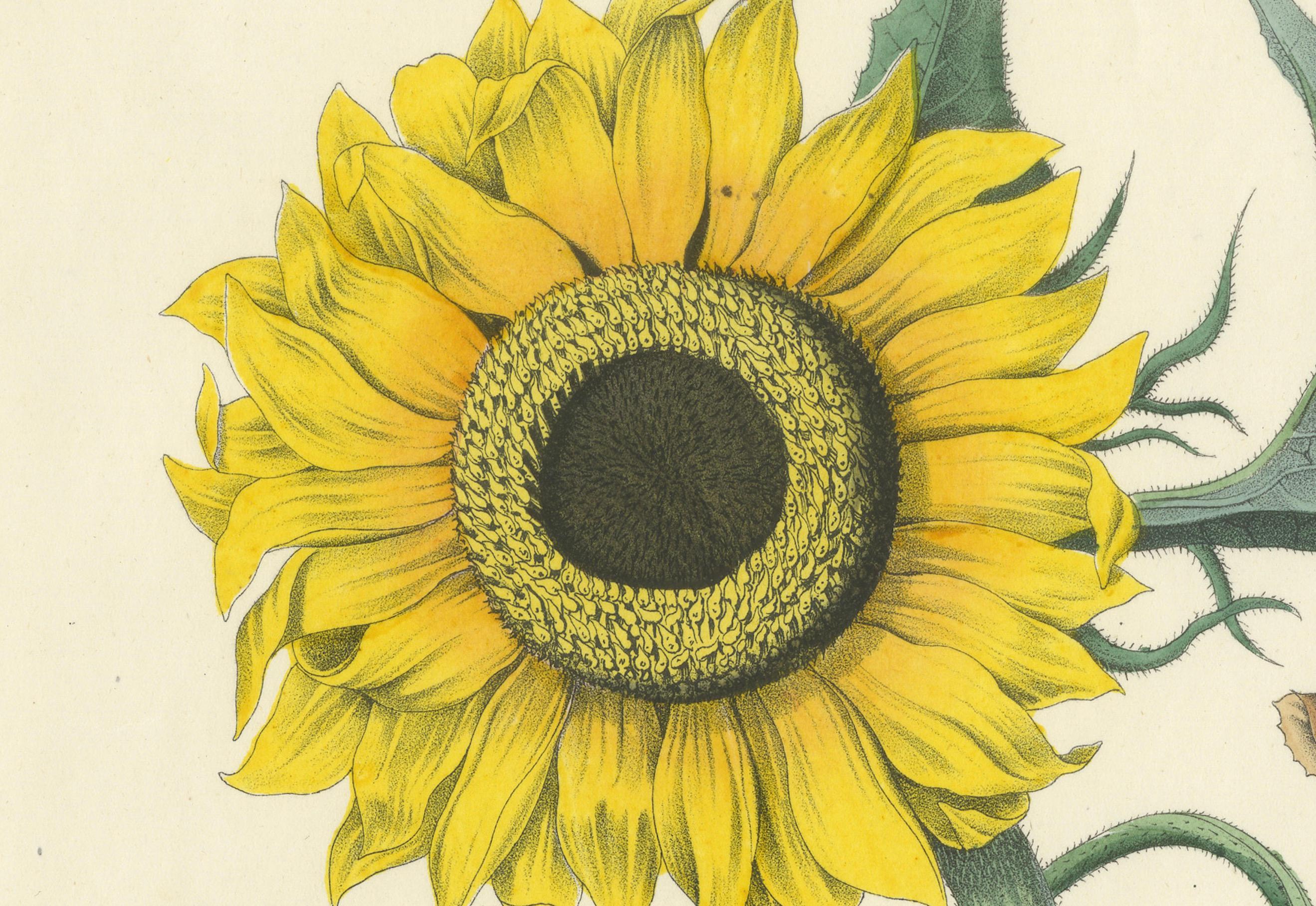 Handkolorierte botanische Lithographie einer Sonnenblume und eines Lindenbaums, Calwer, 1854 (Graviert) im Angebot