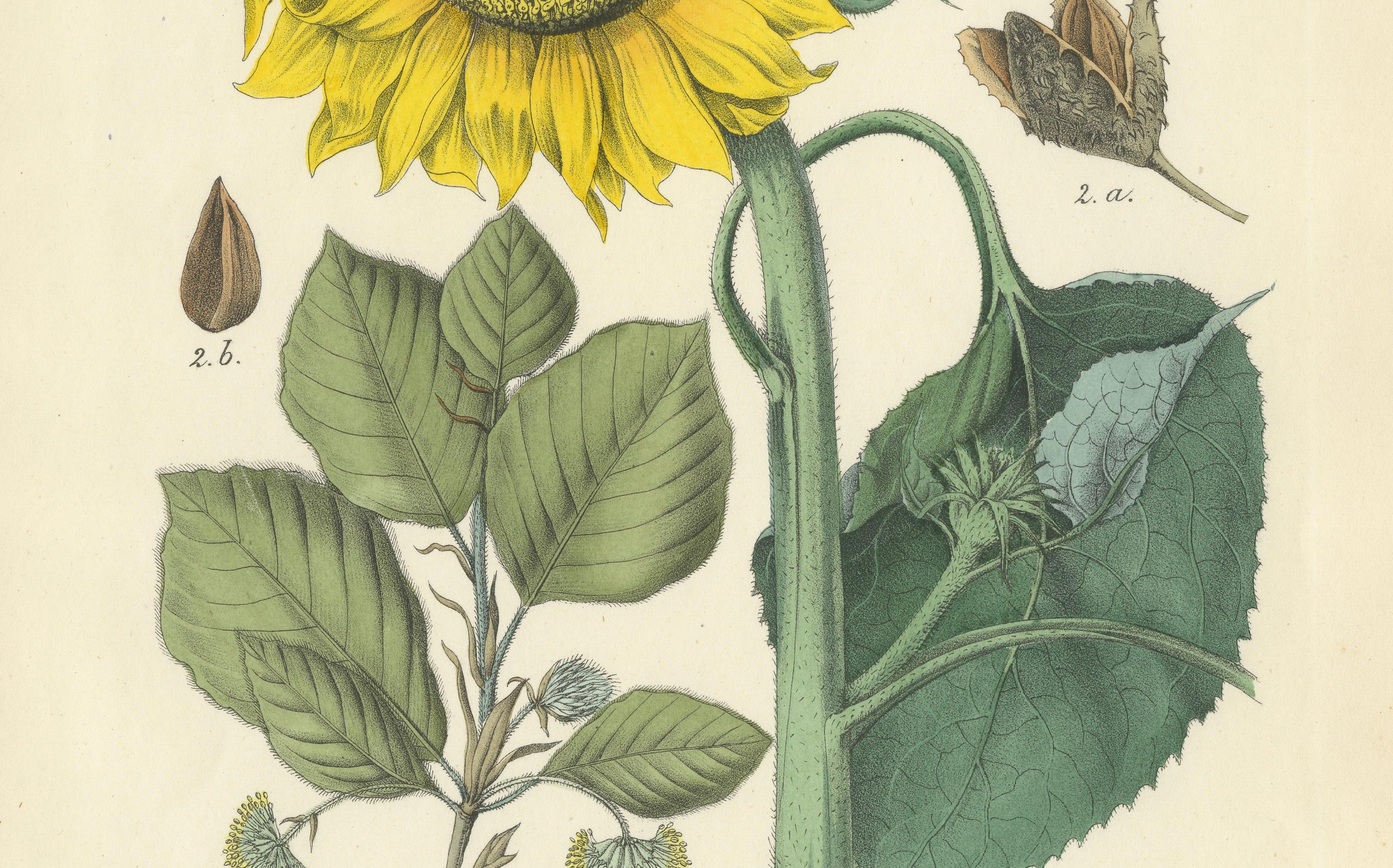 Handkolorierte botanische Lithographie einer Sonnenblume und eines Lindenbaums, Calwer, 1854 im Zustand „Gut“ im Angebot in Langweer, NL