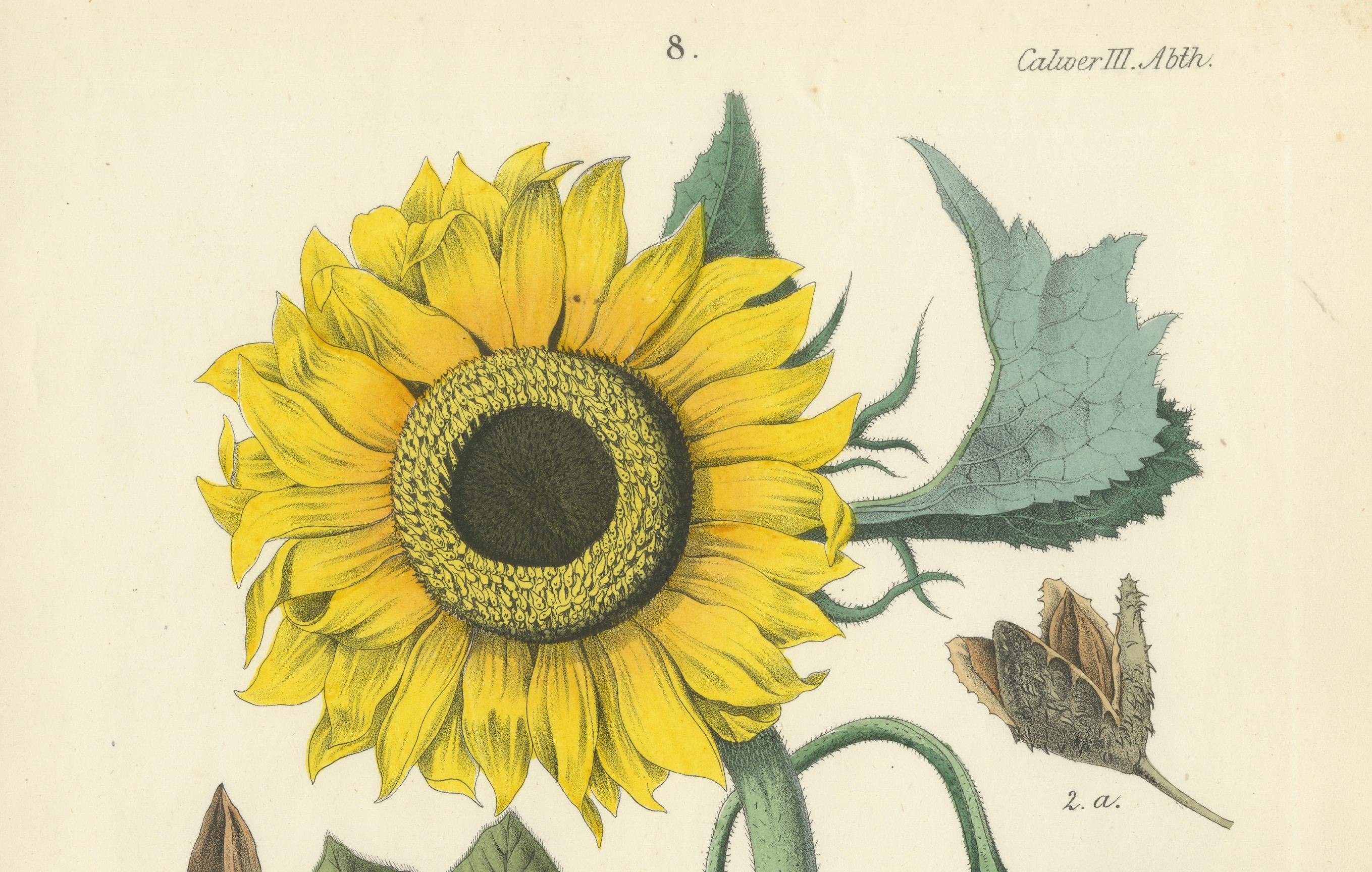 Handkolorierte botanische Lithographie einer Sonnenblume und eines Lindenbaums, Calwer, 1854 (Mittleres 19. Jahrhundert) im Angebot