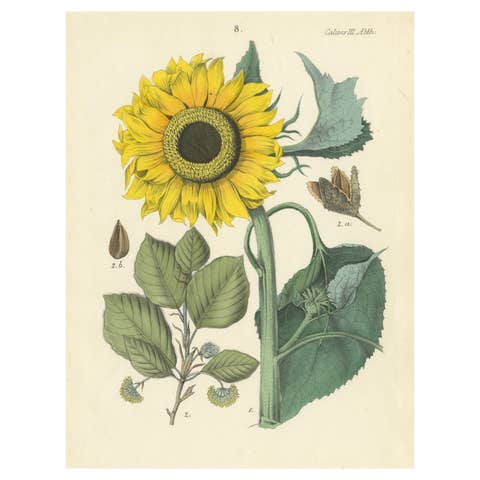Hand-Colored Botanical Lithograph of Sunflower & Linden Tree, 1854
