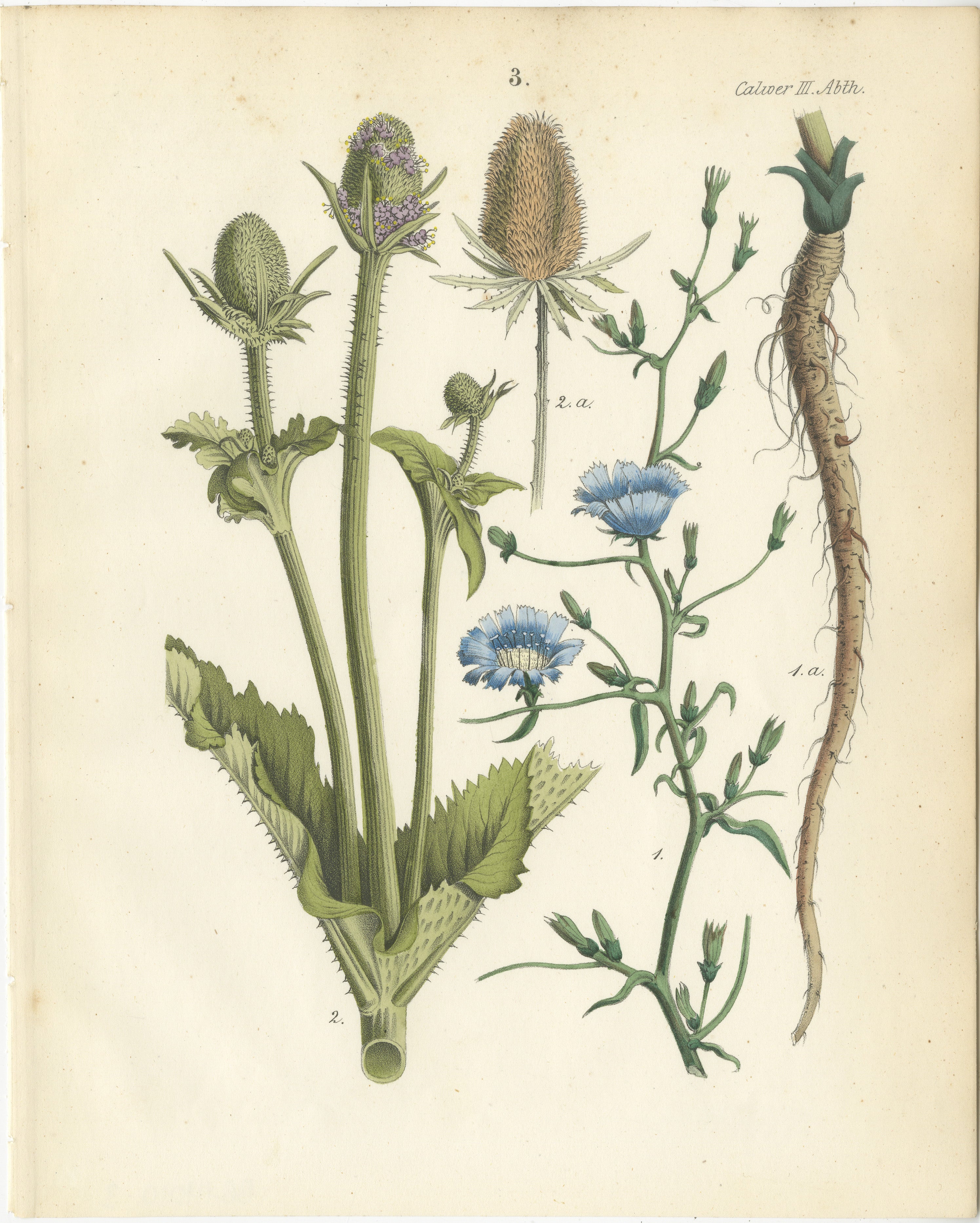 Handkolorierte botanische Lithographie von Teekanne und Chicory, Calwer, 1854  

Diese detailreiche botanische Lithografie stammt aus Carl Georg Calwers 
