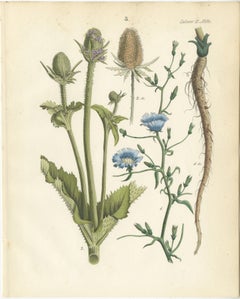 Hand-Colored Botanical Lithograph of Teasel and Chicory, Calwer, 1854