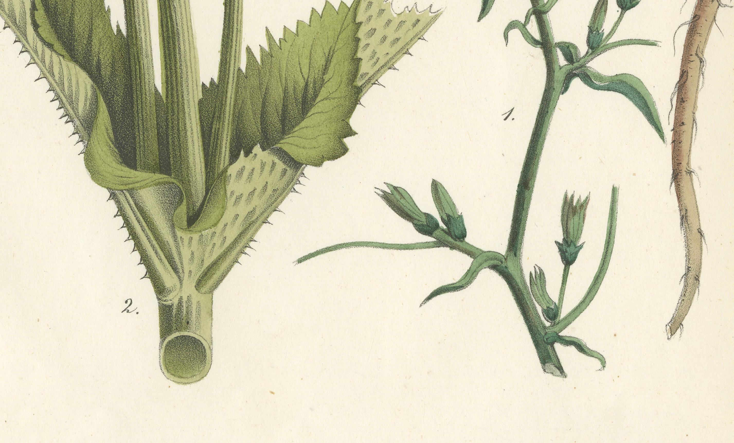 Handkolorierte botanische Lithographie von Teekanne und Chicory, Calwer, 1854 (Graviert) im Angebot