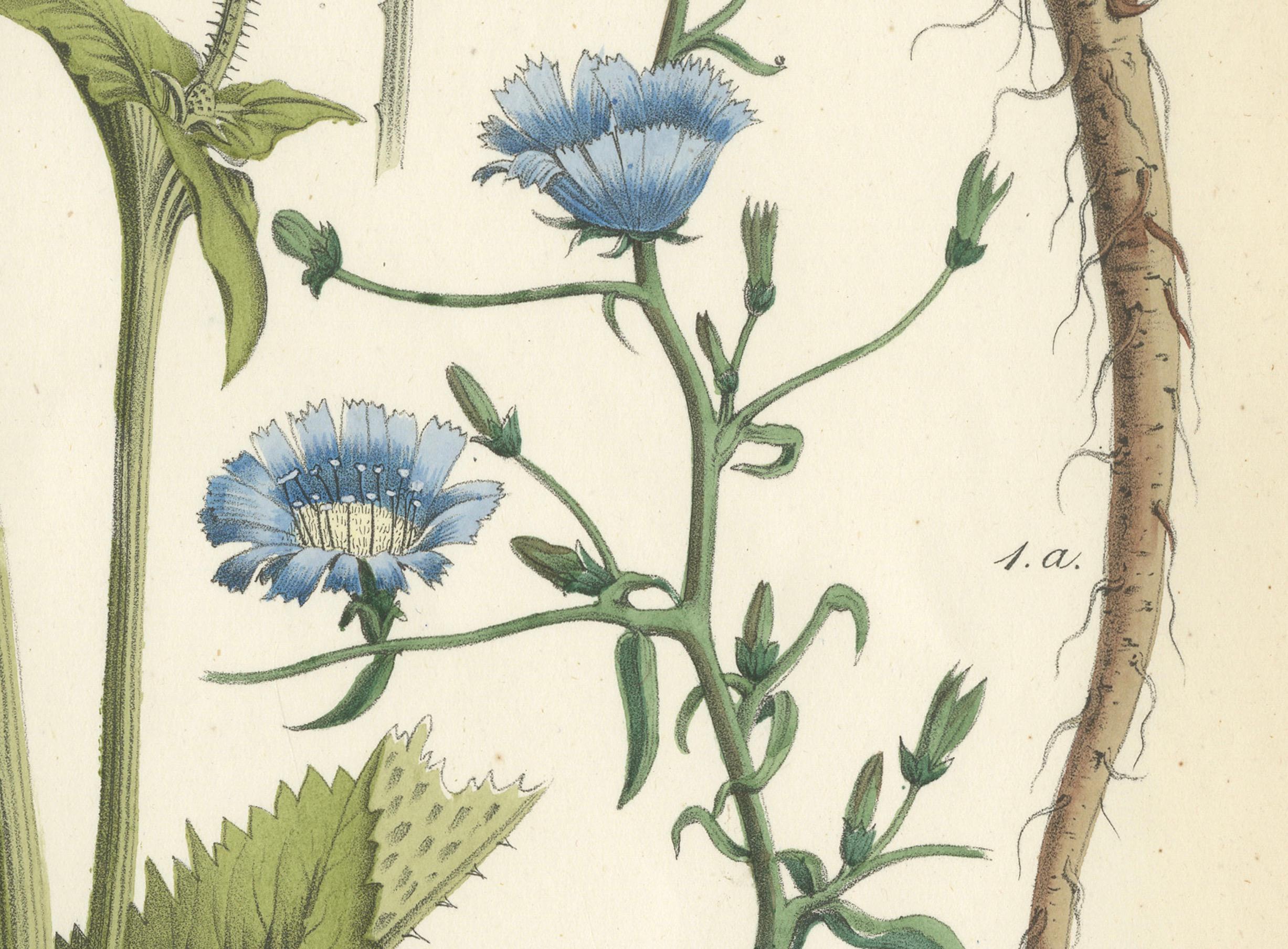 Handkolorierte botanische Lithographie von Teekanne und Chicory, Calwer, 1854 im Zustand „Gut“ im Angebot in Langweer, NL