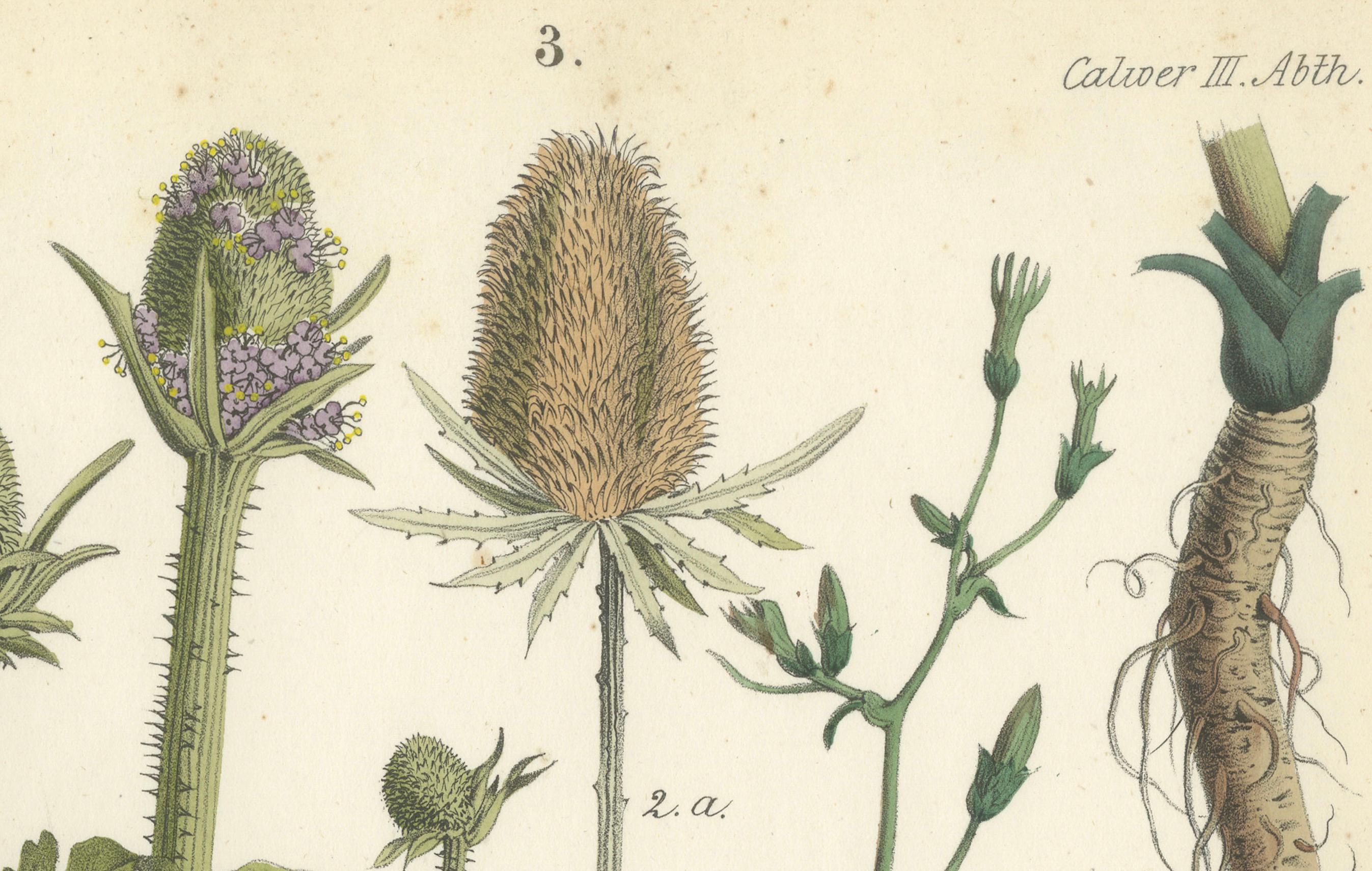 Handkolorierte botanische Lithographie von Teekanne und Chicory, Calwer, 1854 (Mittleres 19. Jahrhundert) im Angebot