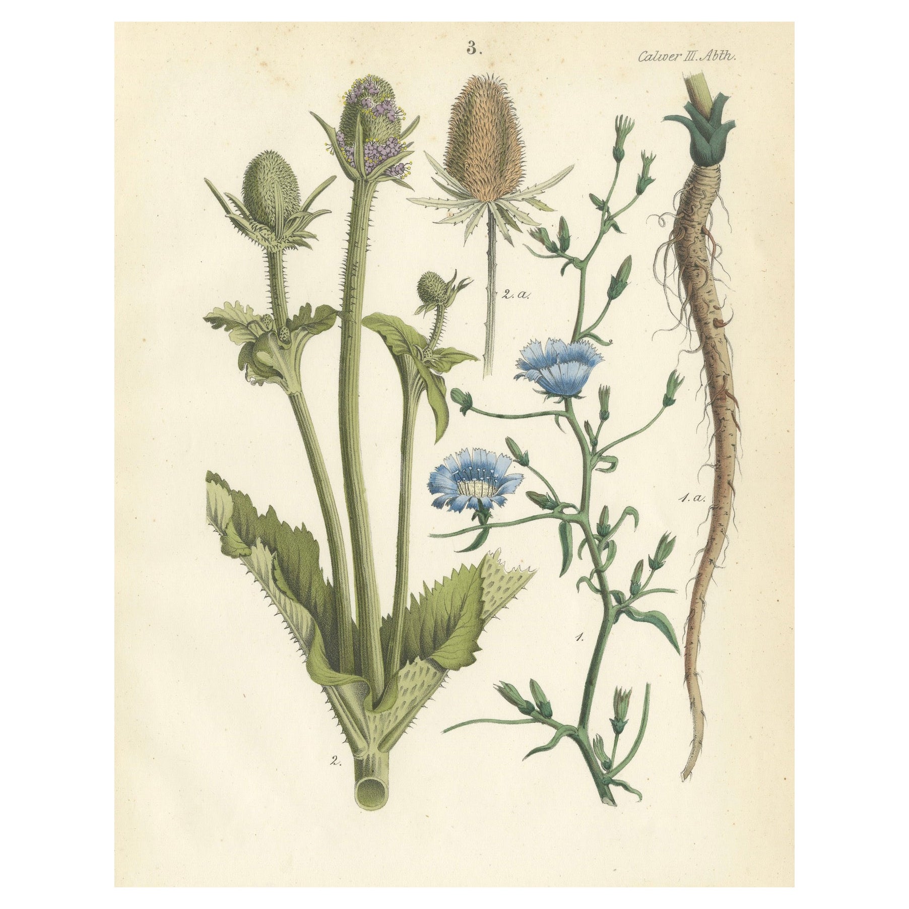 Lithographie botanique colorée à la main de Teasel and Chicory, Calwer, 1854
