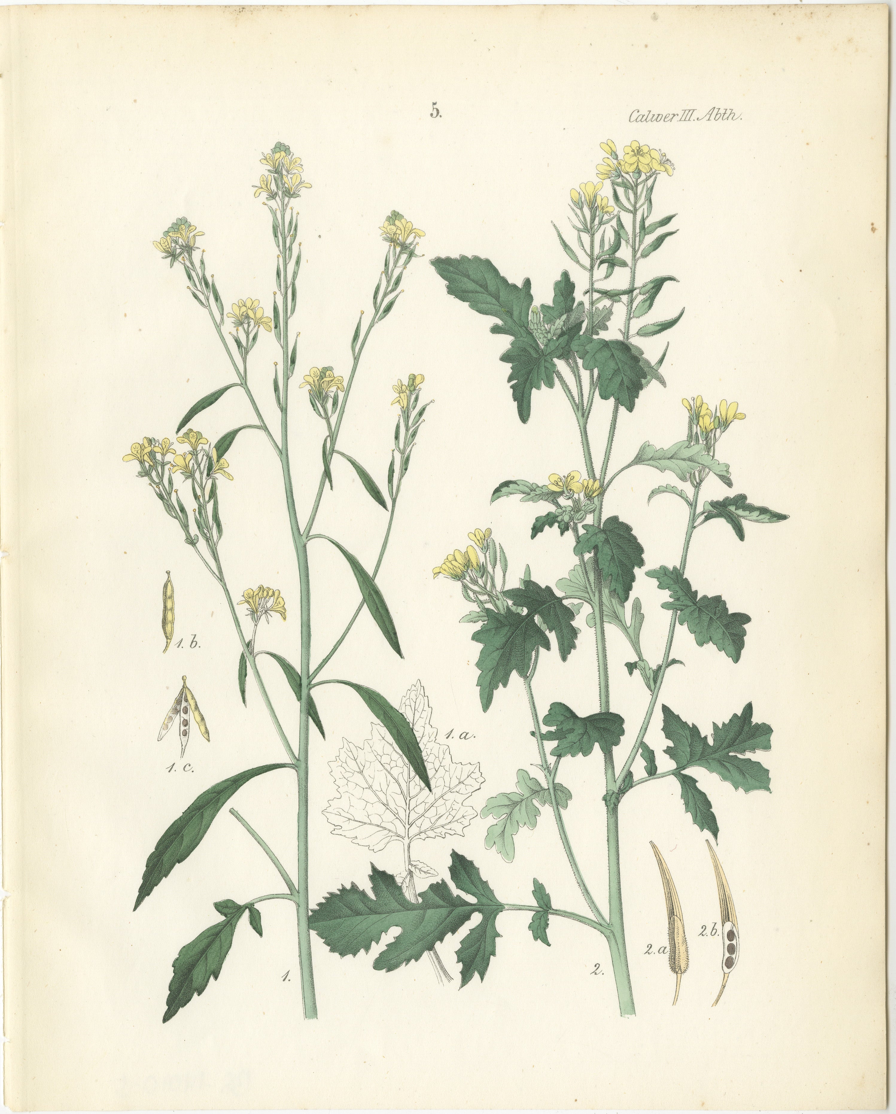 Handkolorierte botanische Lithographie eines Wildschwein- und Charlocks aus Senf, Calwer, 1854  

Beschreibung: Diese wunderschön detaillierte botanische Lithographie stammt aus Carl Georg Calwers *Deutschlands Technische Pflanzen* (1854), einem
