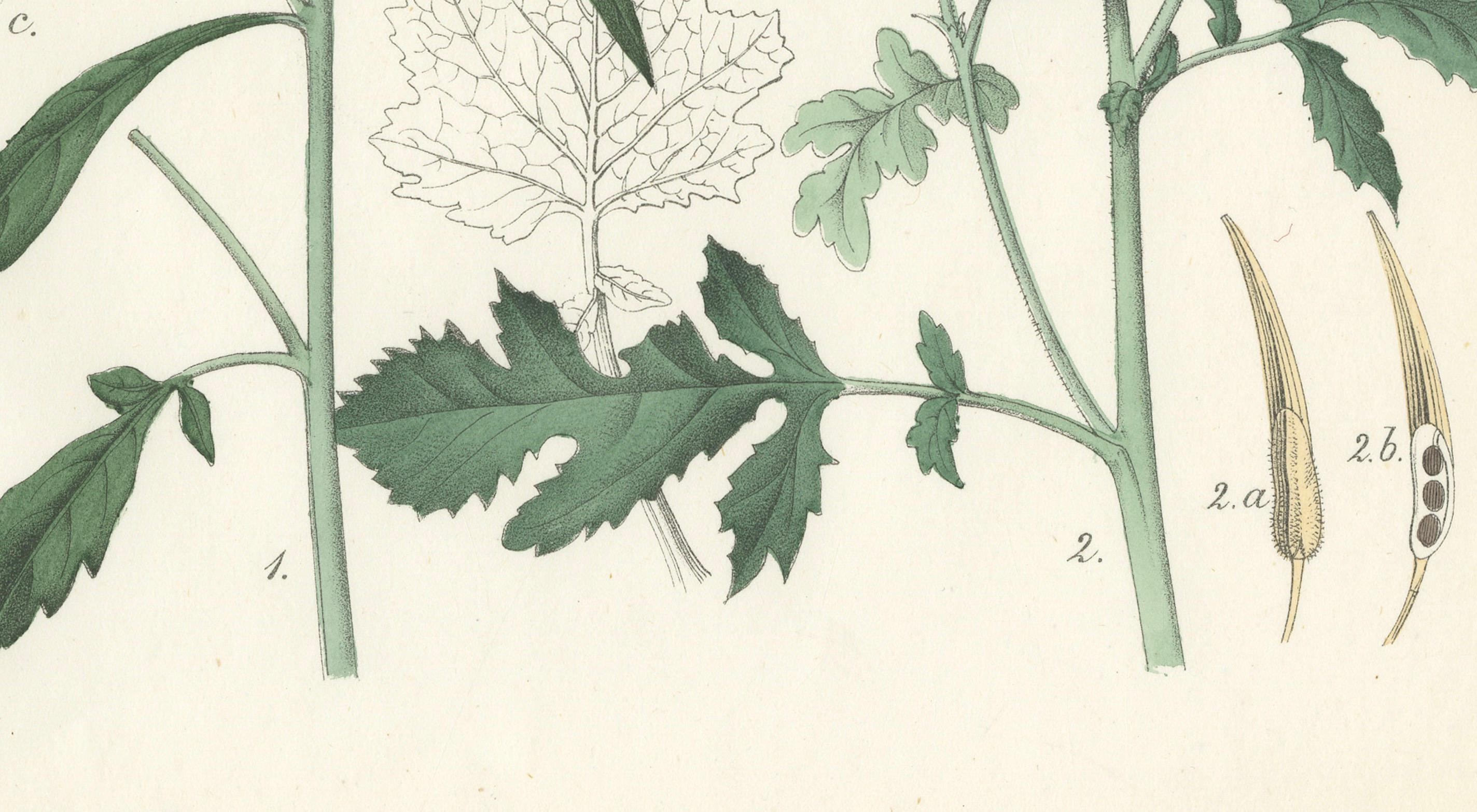 Handkolorierte botanische Lithographie eines Wildschwein- und Charlocks aus Senf, Calwer, 1854 (Graviert) im Angebot