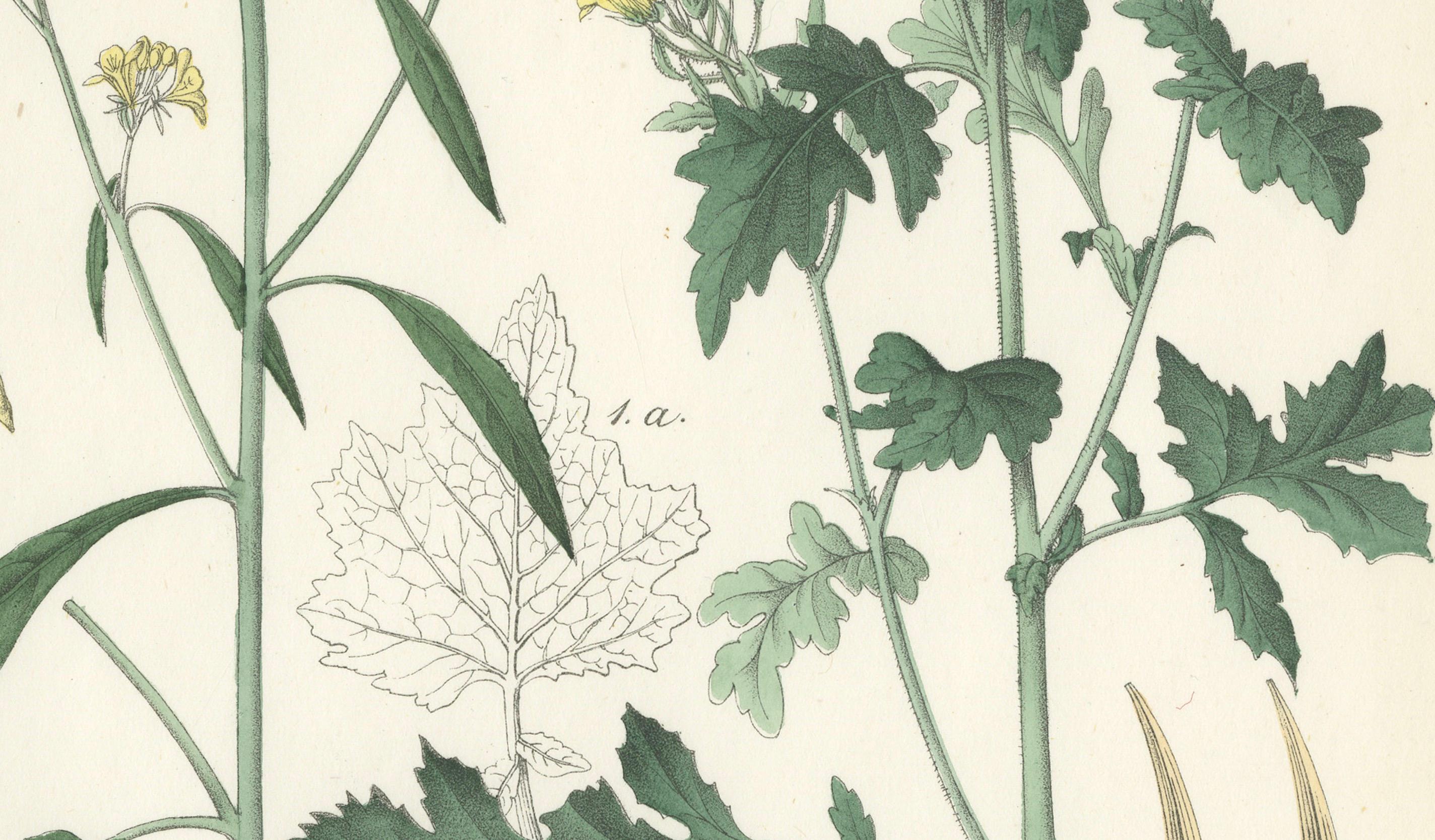 Handkolorierte botanische Lithographie eines Wildschwein- und Charlocks aus Senf, Calwer, 1854 im Zustand „Gut“ im Angebot in Langweer, NL