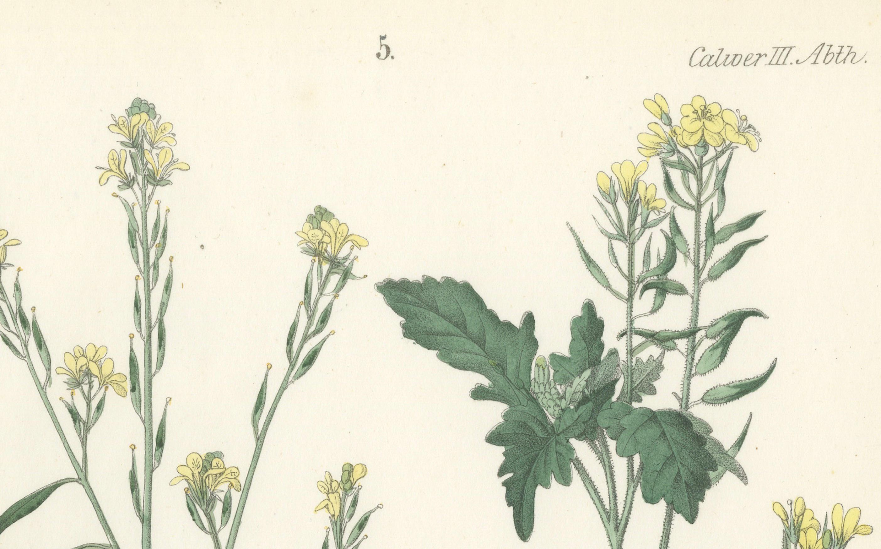 Handkolorierte botanische Lithographie eines Wildschwein- und Charlocks aus Senf, Calwer, 1854 (Mittleres 19. Jahrhundert) im Angebot