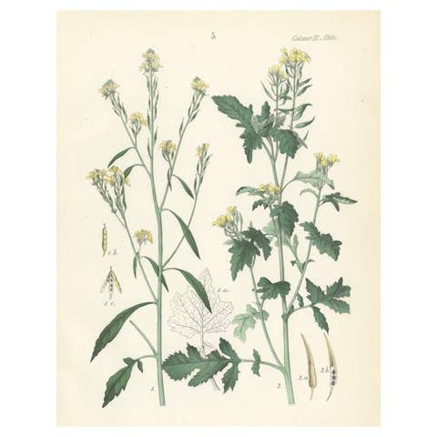Hand-Colored Botanical Lithograph of Wild Mustard and Charlock, Calwer, 1854