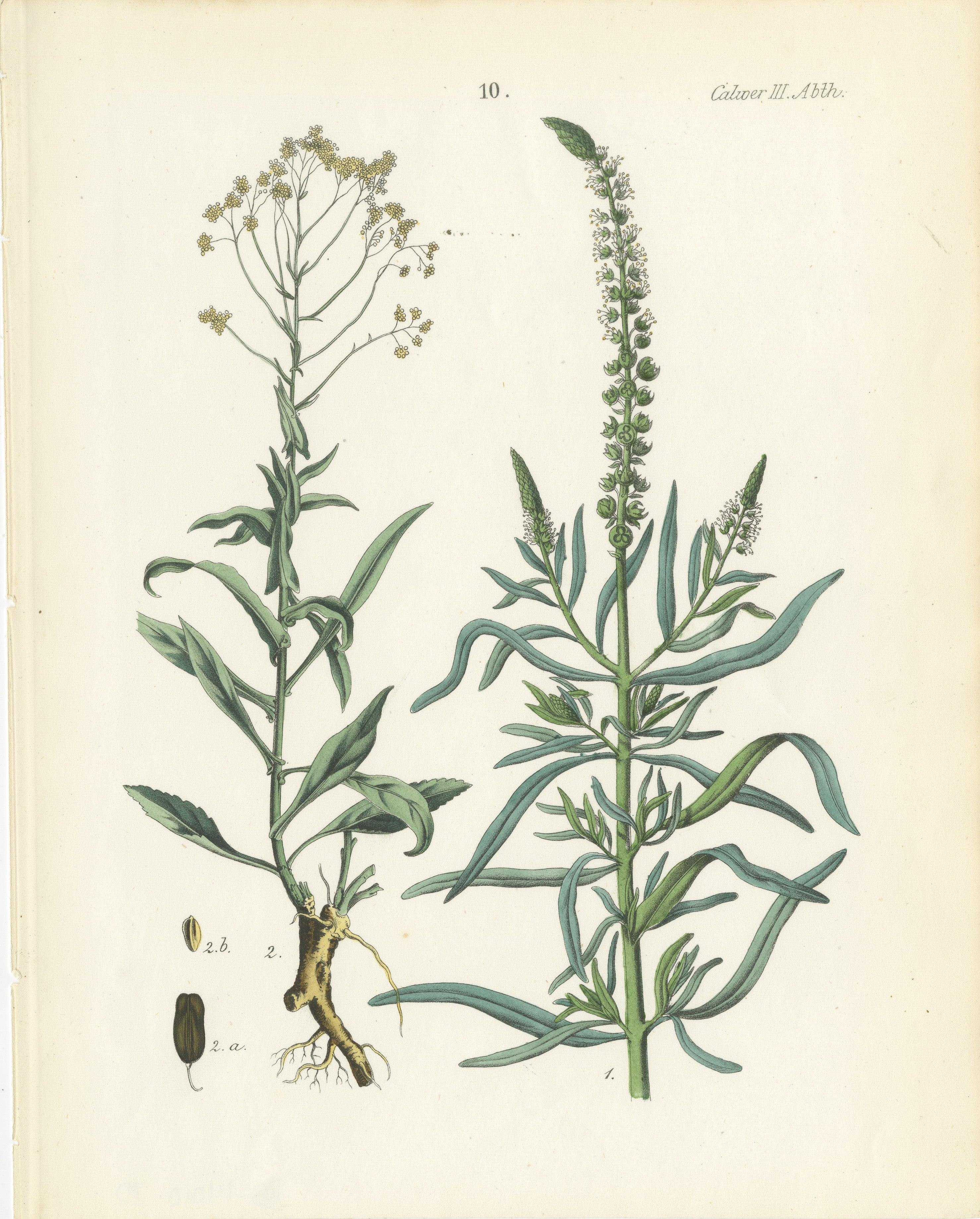 Handkolorierte botanische Lithographie eines Perlen- und weißen Gänseblümchenfußes, Calwer, 1854  

Diese seltene und sorgfältig gefertigte botanische Lithografie stammt aus Carl Georg Calwers *Deutschlands Technische Pflanzen* (1854), einer