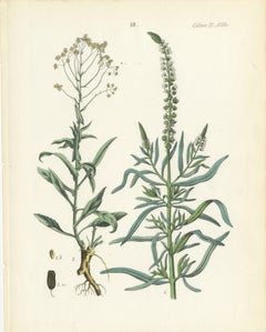 Hand-Colored Botanical Lithograph of Woad and White Goosefoot, Calwer, 1854
