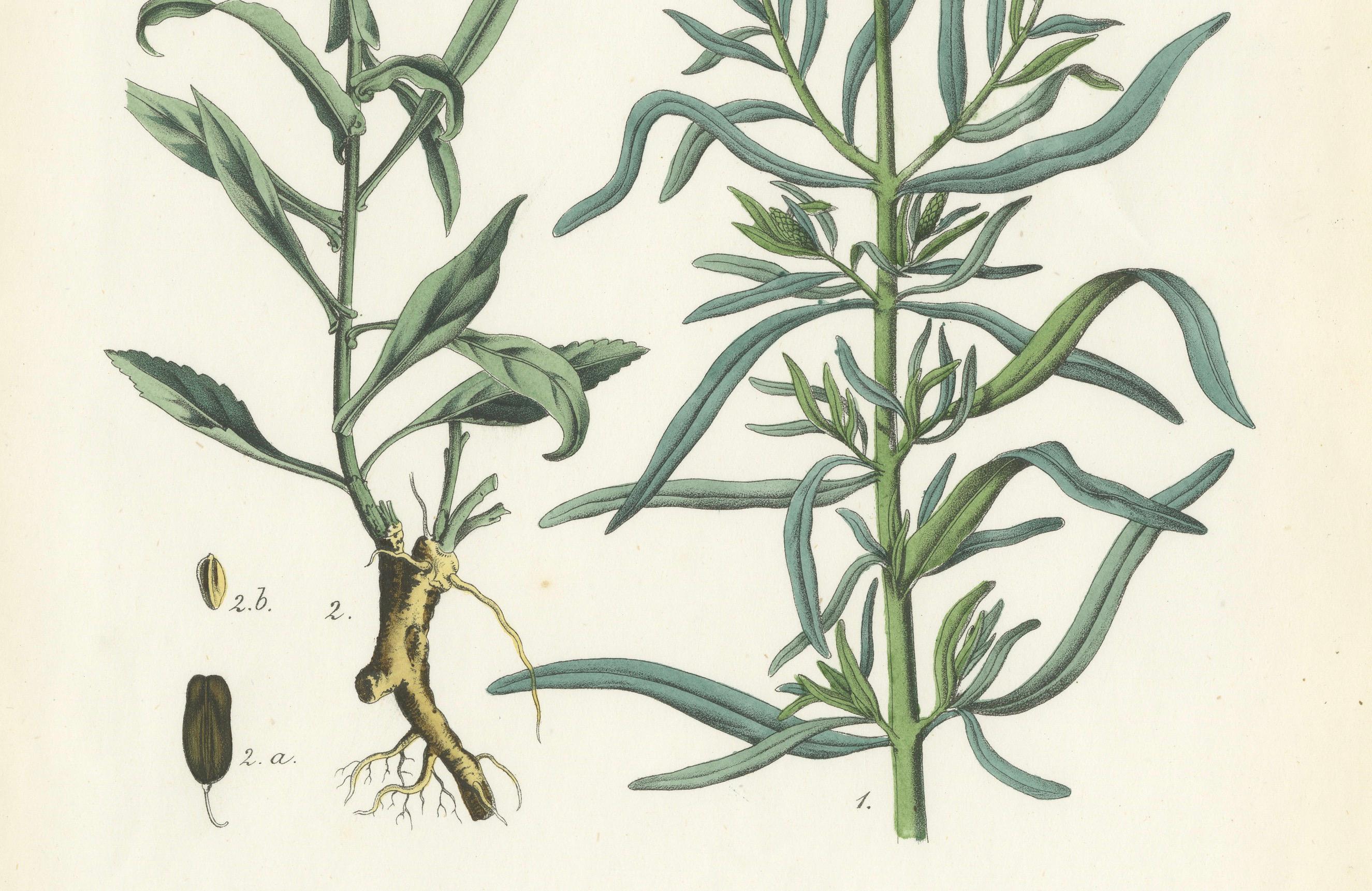 Handkolorierte botanische Lithographie eines Perlen- und weißen Gänseblümchenfußes, Calwer, 1854 (Graviert) im Angebot