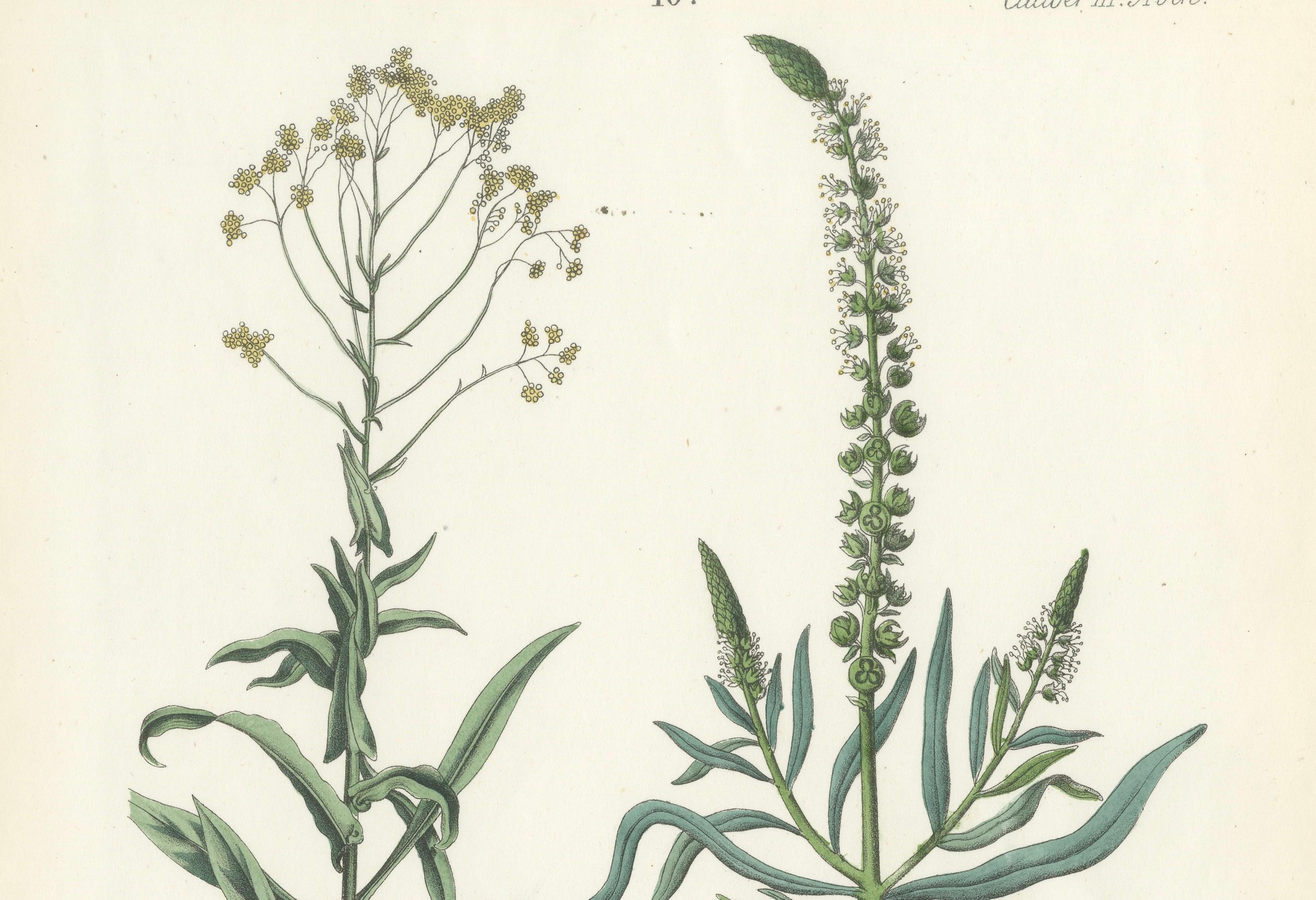 Handkolorierte botanische Lithographie eines Perlen- und weißen Gänseblümchenfußes, Calwer, 1854 im Zustand „Gut“ im Angebot in Langweer, NL