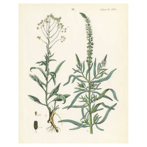 Hand-Colored Botanical Lithograph of Woad and White Goosefoot, Calwer, 1854