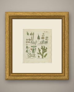 Incisione colorata a mano di un licopodio, opera di Schkuhr, Lycopodium helveticum, 1806-1809