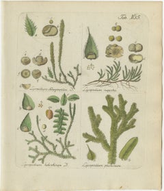 Incisione colorata a mano di un licopodio, opera di Schkuhr, Lycopodium helveticum, 1806-1809