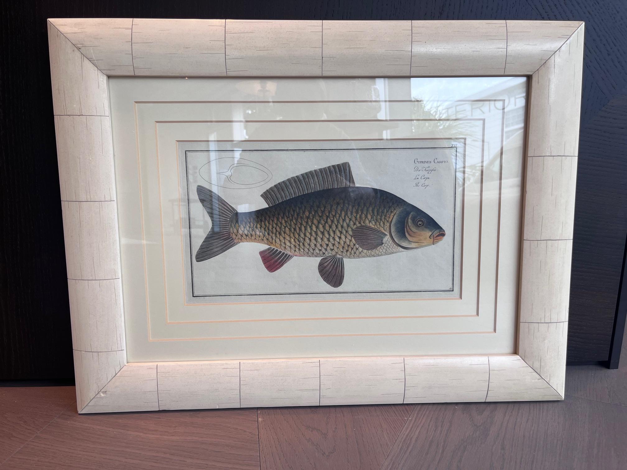 Dieser exquisite antike Kupferstich des Cyprinus Carpio (Karpfen) ist ein originaler handkolorierter Druck von Marcus Elieser Bloch (1723-1799) aus seinem monumentalen ichthyologischen Werk 