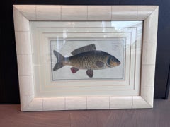 Incisione in rame colorata a mano di 'Cyprinus Carpio' (la carpa) di Marcus Elieser