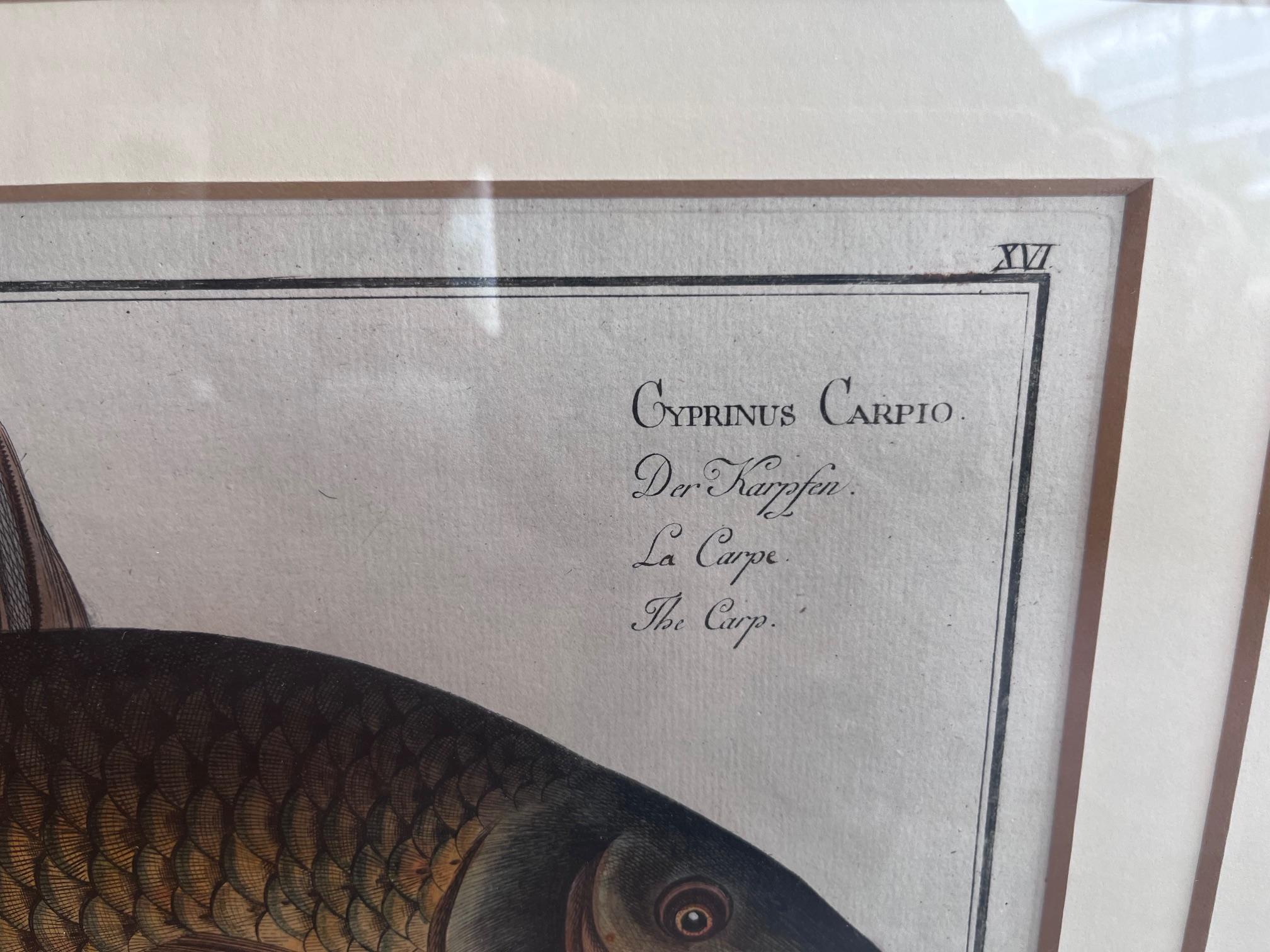 Handkolorierter Kupferstich von 'Cyprinus Carpio' (Der Karpfen) von Marcus Elieser (Sonstiges) im Angebot