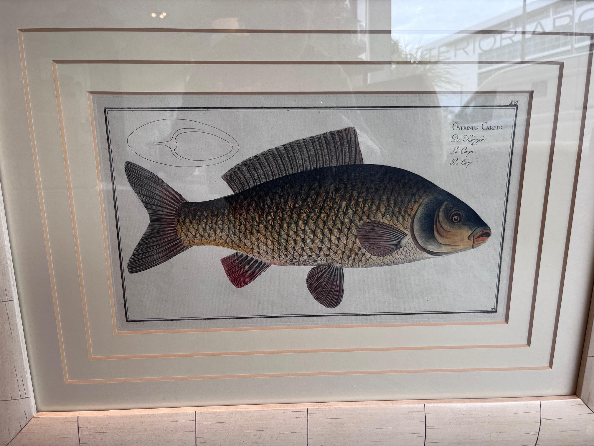 Handkolorierter Kupferstich von 'Cyprinus Carpio' (Der Karpfen) von Marcus Elieser (Handgefertigt) im Angebot
