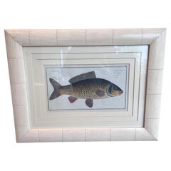 Hand-Colored Copper Engraving of ‘Cyprinus Carpio’ (The Carp) by Marcus Elieser