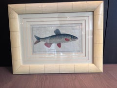 Incisione in rame colorata a mano di 'Cyprinus Nasus' di Marcus Elieser Bloch, 1790