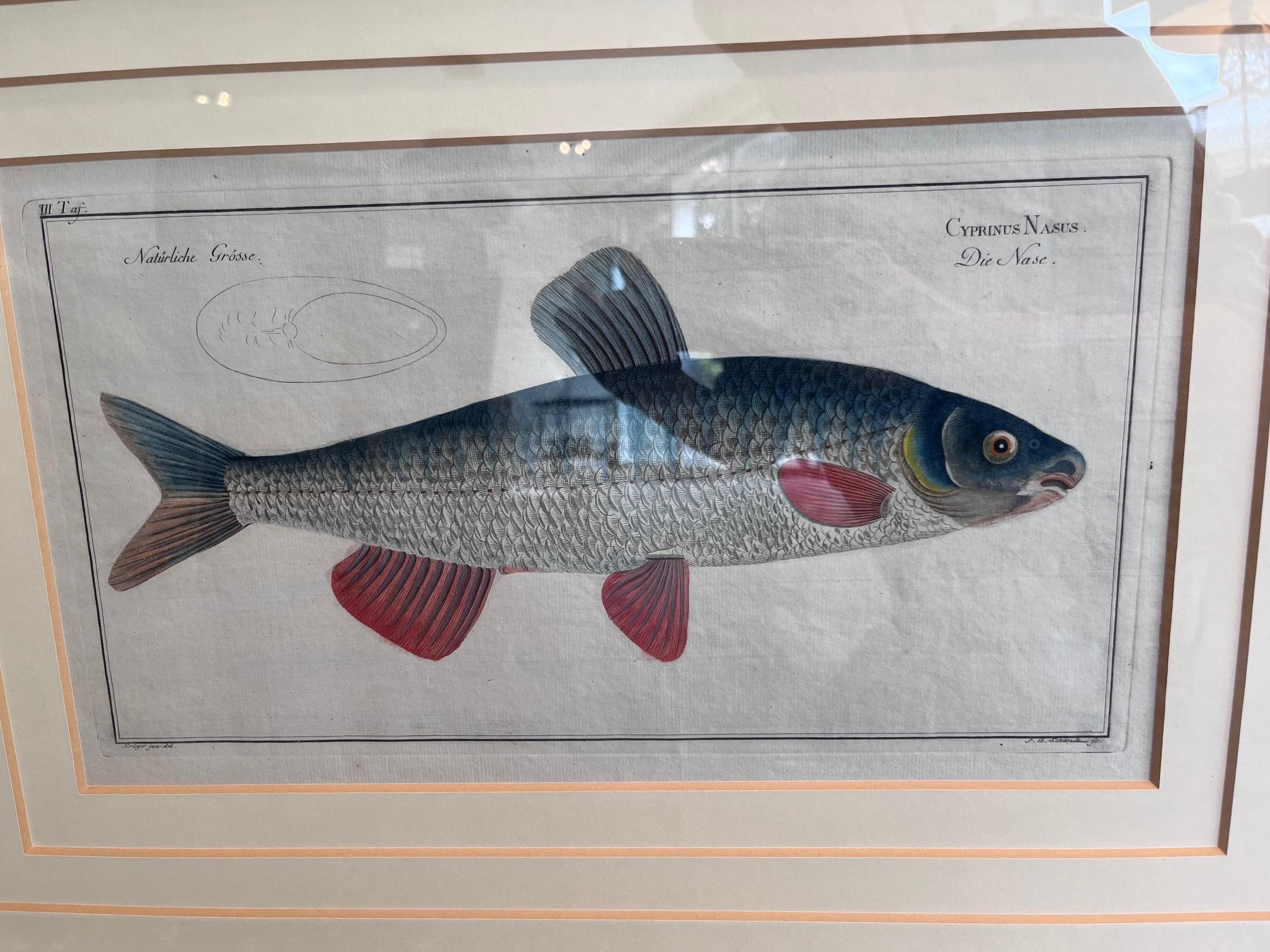Handkolorierter Kupferstich von 'Cyprinus Nasus' von Marcus Elieser Bloch, 1790 (Deutsch) im Angebot