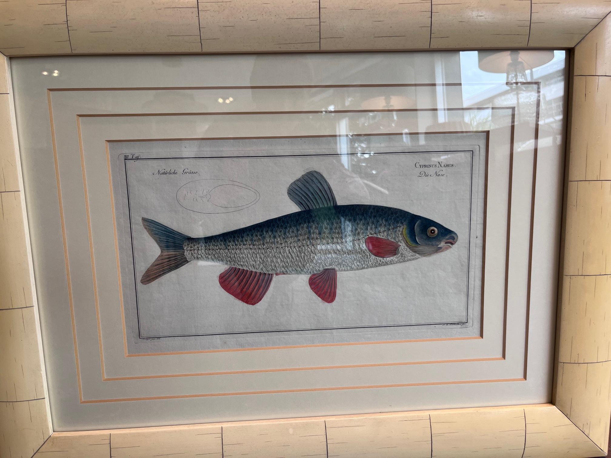 Handkolorierter Kupferstich von 'Cyprinus Nasus' von Marcus Elieser Bloch, 1790 (18. Jahrhundert und früher) im Angebot